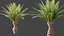 AV Plant Phoenix Canariensis Palm Tree 03