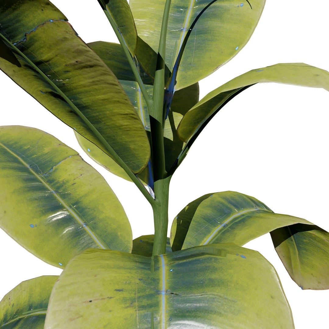 Fiddle Leaf Fig 3D Models 3D model https://p.turbosquid.com/ts-thumb/vW/SDUf9a/2R/2.ficusaudrey2/jpg/1723204220/1920x1080/fit_q87/ef0ae4957f15da16ca61349c8b1d33434951ed18/2.ficusaudrey2.jpg