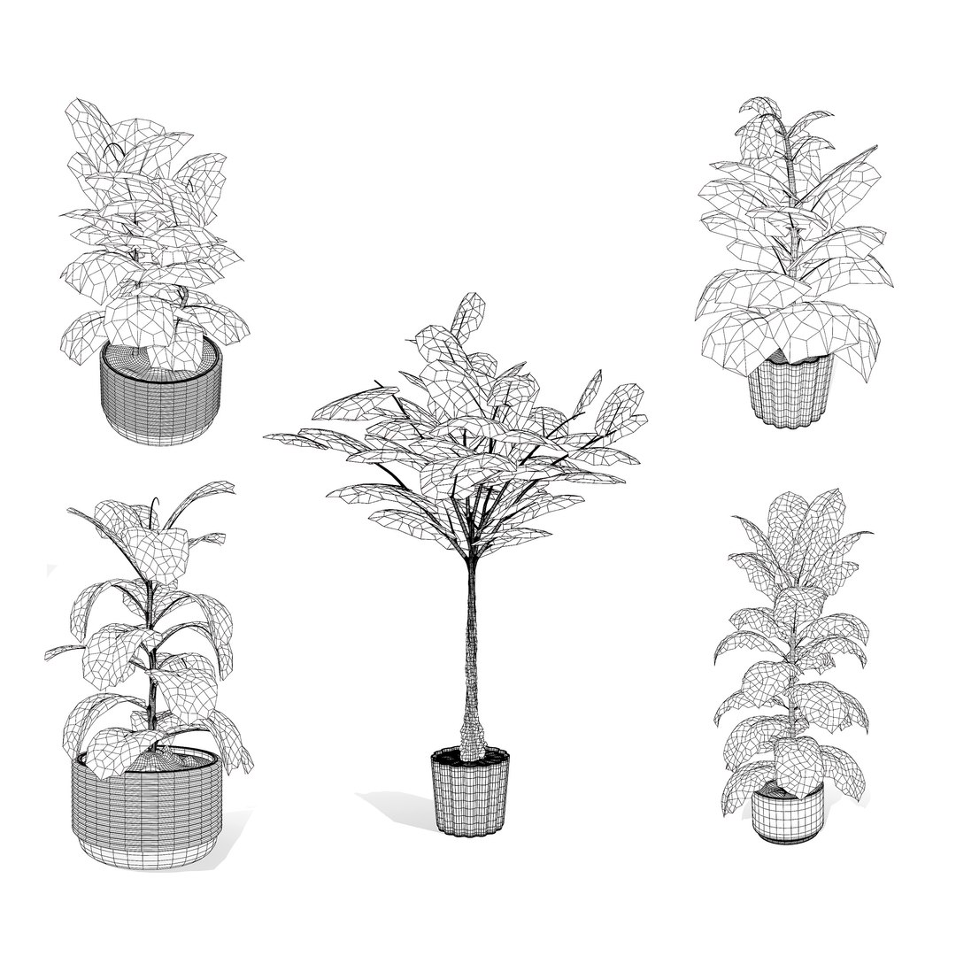 Fiddle Leaf Fig 3D Models 3D model https://p.turbosquid.com/ts-thumb/vW/SDUf9a/6P/wire/jpg/1723204250/1920x1080/fit_q87/faacb6048de2209048371a22d0165c5208fe7db2/wire.jpg