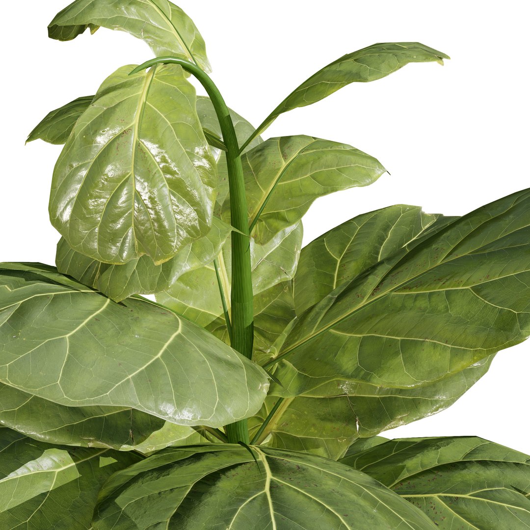 Fiddle Leaf Fig 3D Models 3D model https://p.turbosquid.com/ts-thumb/vW/SDUf9a/Cs/fiddleleaffigplant2/jpg/1723204242/1920x1080/fit_q87/0581b02a1bc84f91b9ee0e17b2613958b2643e64/fiddleleaffigplant2.jpg
