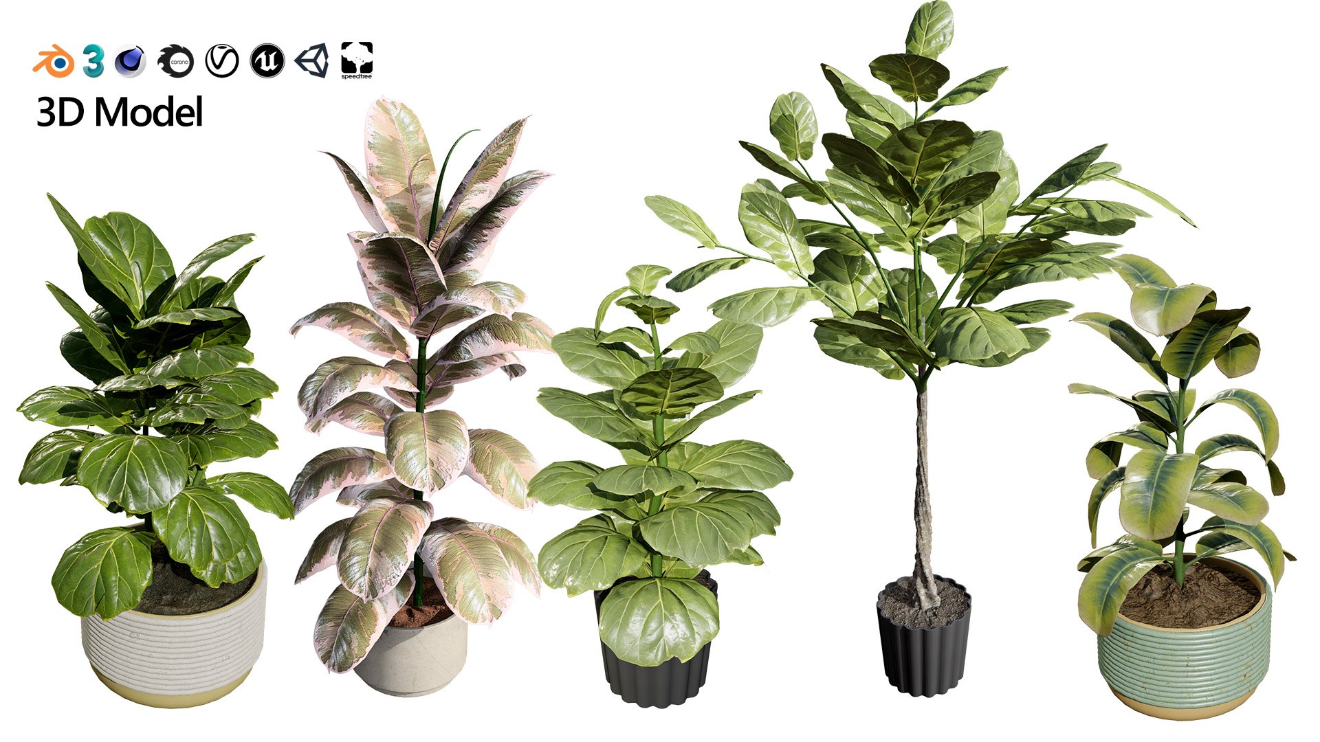Fiddle Leaf Fig 3D Models 3D model https://p.turbosquid.com/ts-thumb/vW/SDUf9a/JB/artcover0103/jpg/1723204234/1920x1080/fit_q87/da2725927c476dc8ad70120b0451cc4ab4e2c0eb/artcover0103.jpg
