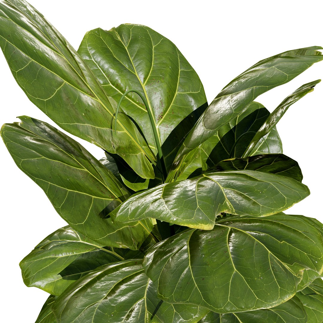 Fiddle Leaf Fig 3D Models 3D model https://p.turbosquid.com/ts-thumb/vW/SDUf9a/LS/4.bambinodwarffiddleleaffig2/jpg/1723204229/1920x1080/fit_q87/d4aafbe6c13b8104bf10987d6589cfdef49fb9ed/4.bambinodwarffiddleleaffig2.jpg