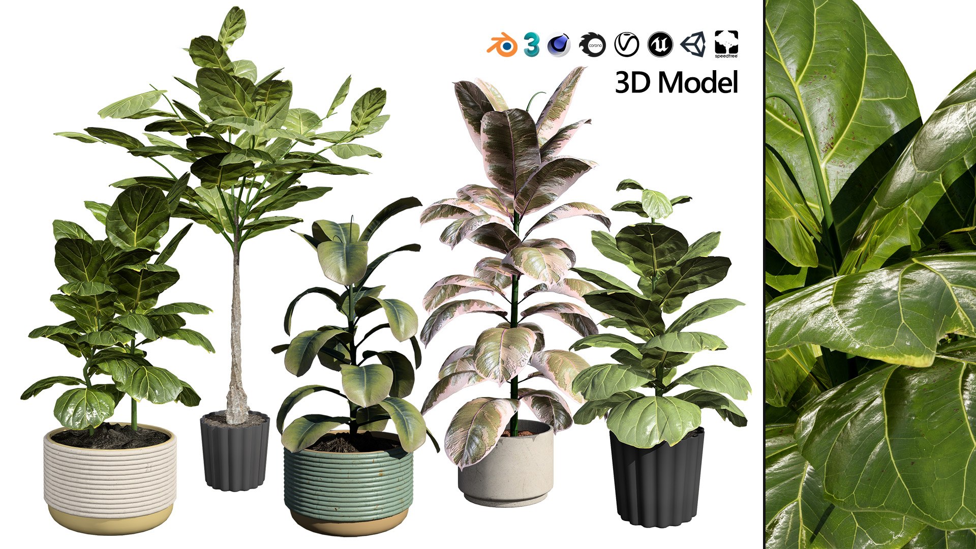 Fiddle Leaf Fig 3D Models 3D model https://p.turbosquid.com/ts-thumb/vW/SDUf9a/Rw/artcover0102/jpg/1723204231/1920x1080/fit_q87/32187edc2798cee2fed76a351dd857b8baac9f76/artcover0102.jpg