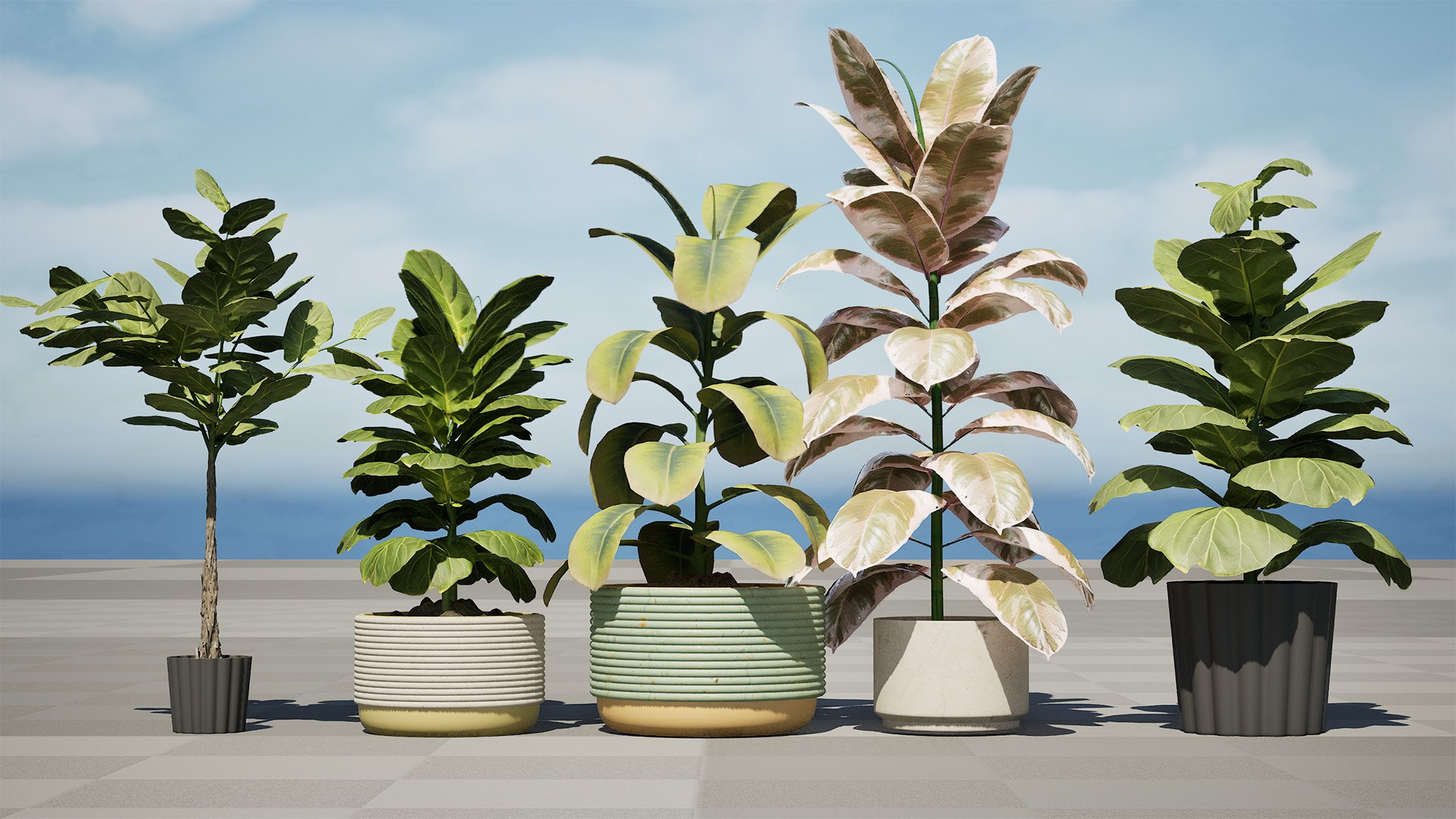 Fiddle Leaf Fig 3D Models 3D model https://p.turbosquid.com/ts-thumb/vW/SDUf9a/S6/highresscreenshot00002/jpg/1723204239/1920x1080/fit_q87/2ca66c0aae17a834b7e8aabae0c4d84108721bdd/highresscreenshot00002.jpg