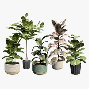 Fiddle Leaf Fig 3D Models 3D model