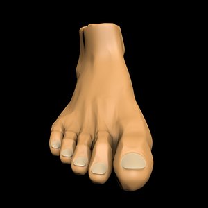 foot leg anatomy 3D model
