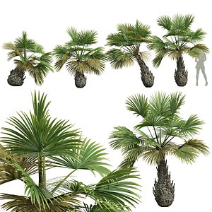 3D New Plant High detail Borassus Flabellifer Decorative Garden