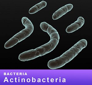 3D bacteria actinobacteria
