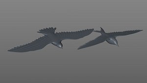 Birds: American Golden Plover Arctic Tern