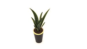3D model exotic sansevieria