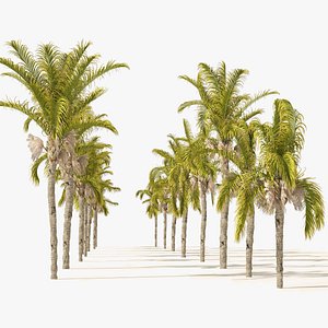 Cocos Palm Trees model