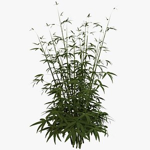 Young Bamboo