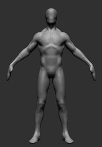 anatomy ztl zbrush 3D model