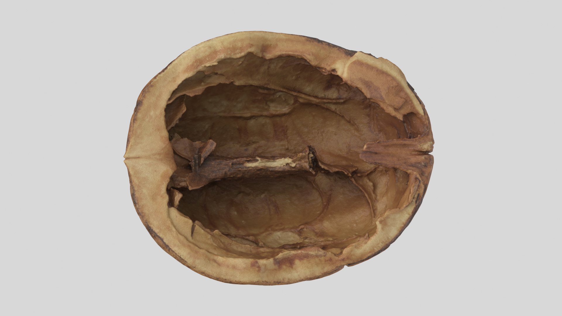 3D Model Walnut Shell Half 01 - TurboSquid 1862372