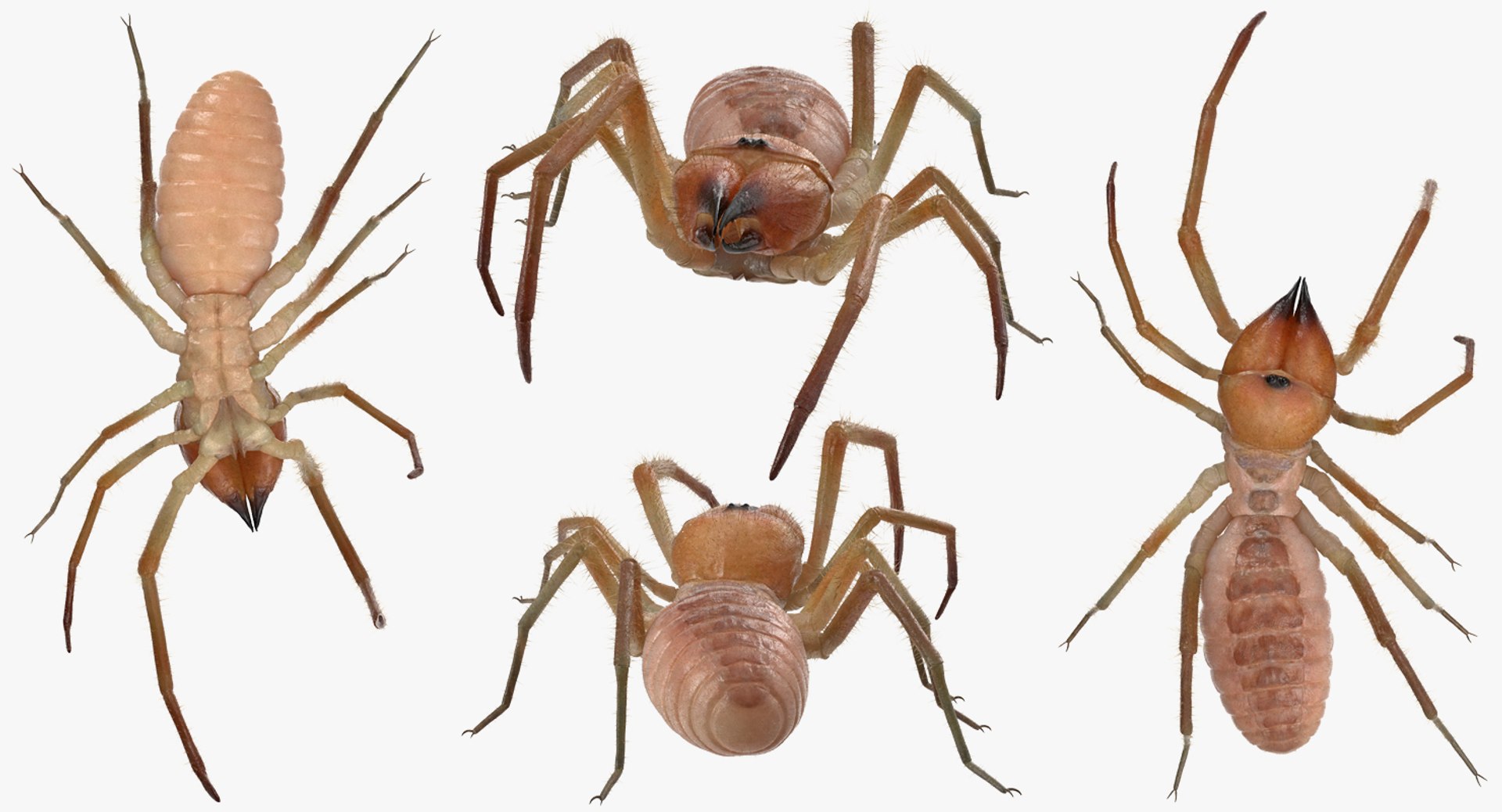 3D sun spider fur model https://p.turbosquid.com/ts-thumb/vX/VaNSht/AX1kGoY9/sunspiderwithfurvray3dmodel011/jpg/1503632643/1920x1080/fit_q87/b166a53826098d91f597dc8ef24833418393f45f/sunspiderwithfurvray3dmodel011.jpg