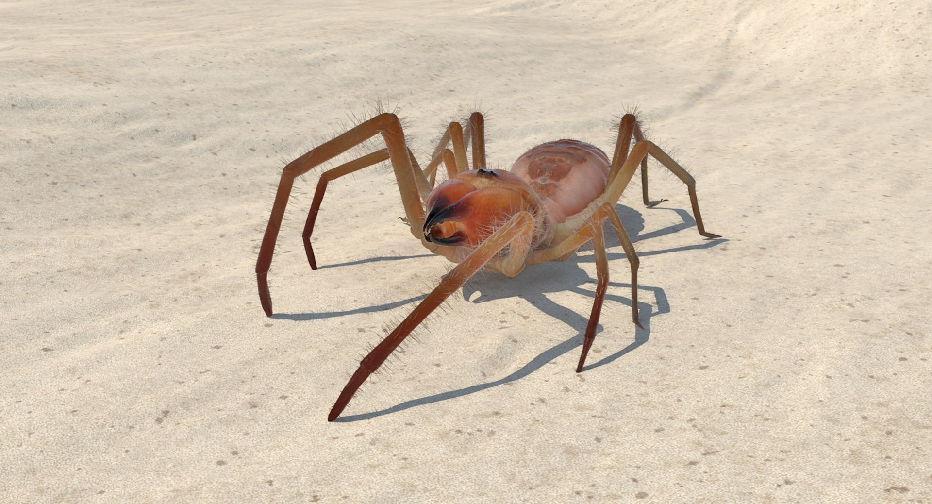 3D sun spider fur model https://p.turbosquid.com/ts-thumb/vX/VaNSht/AvZ9kPQ8/sunspiderwithfurvray3dmodel003/jpg/1503632643/1920x1080/fit_q87/7c0026e7bb05f1642c4cdec55792f0f0101e5a33/sunspiderwithfurvray3dmodel003.jpg