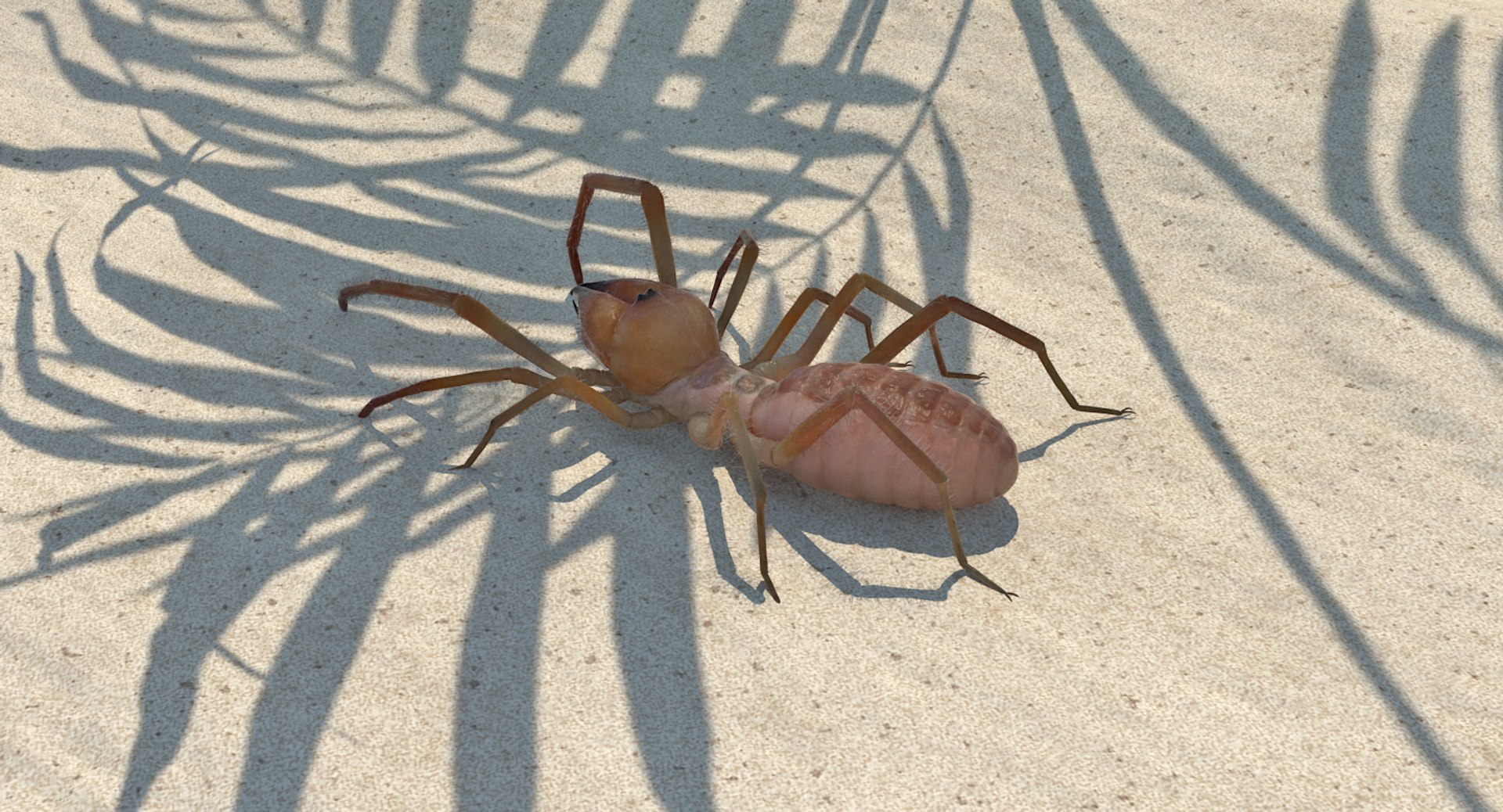 3D sun spider fur model https://p.turbosquid.com/ts-thumb/vX/VaNSht/FKylyHuw/sunspiderwithfurvray3dmodel002/jpg/1503632643/1920x1080/fit_q87/1255b8bbf7848976b568b7d7f88357050d3c7a0d/sunspiderwithfurvray3dmodel002.jpg