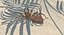 Aranha do Sol com Peles