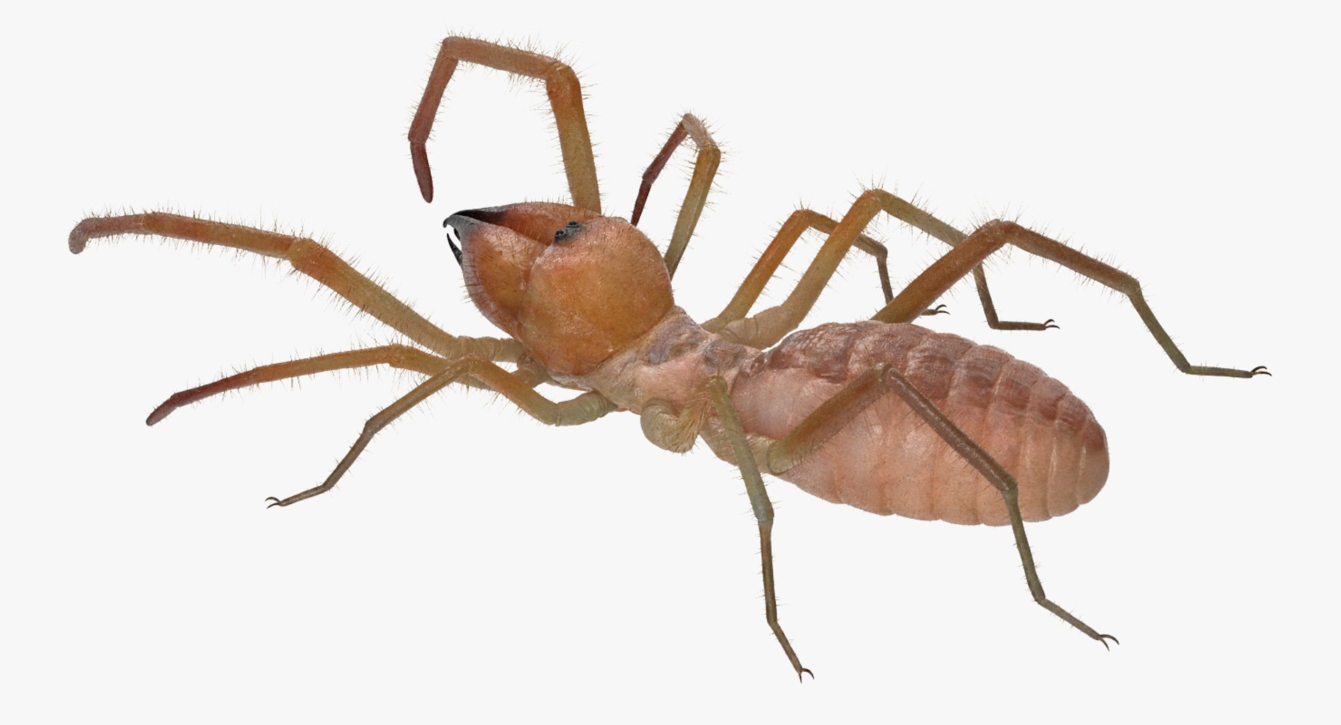 3D sun spider fur model https://p.turbosquid.com/ts-thumb/vX/VaNSht/GJsjLqsY/sunspiderwithfurvray3dmodel007/jpg/1503632643/1920x1080/fit_q87/91134390dd1e582233bf8f03934c8f2145bc3c6b/sunspiderwithfurvray3dmodel007.jpg