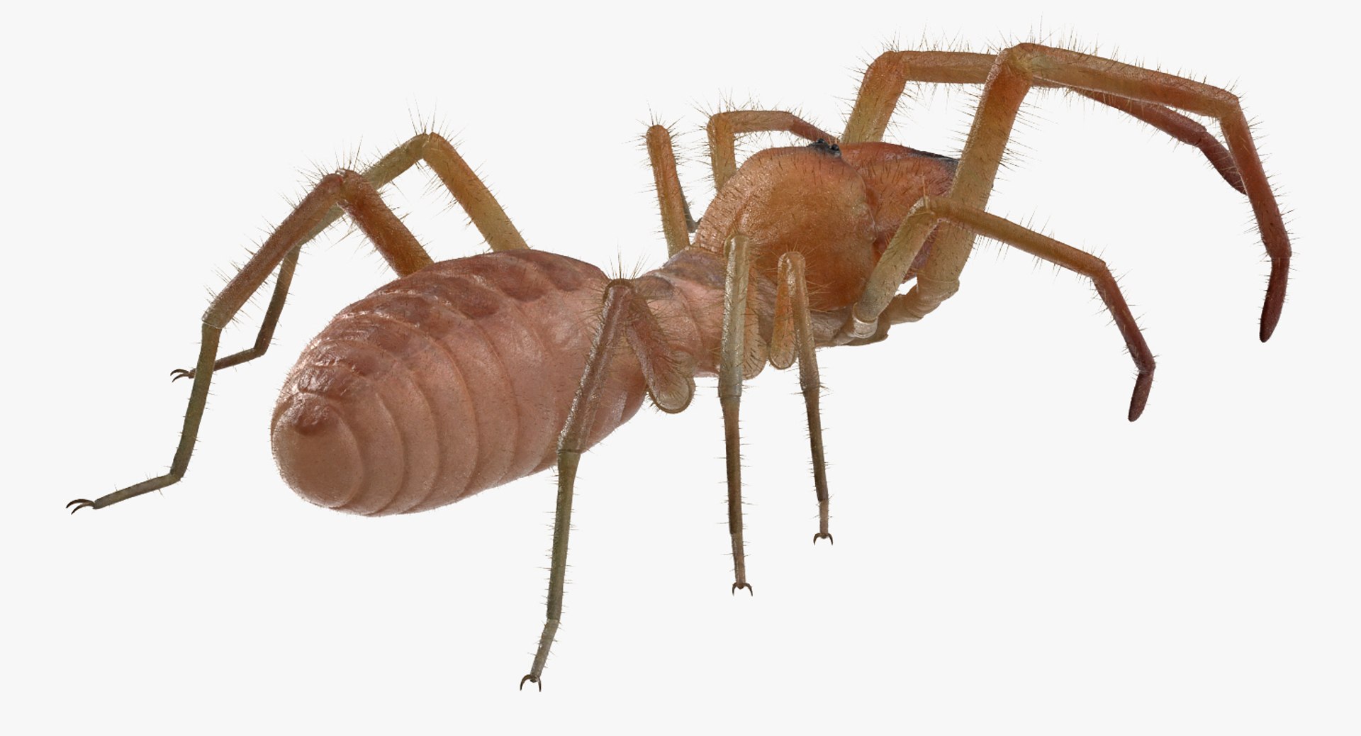 3D sun spider fur model https://p.turbosquid.com/ts-thumb/vX/VaNSht/TFIywWXi/sunspiderwithfurvray3dmodel006/jpg/1503632643/1920x1080/fit_q87/dcb71b8cf54e6da7affdb84521d0eb572fe3c3b8/sunspiderwithfurvray3dmodel006.jpg