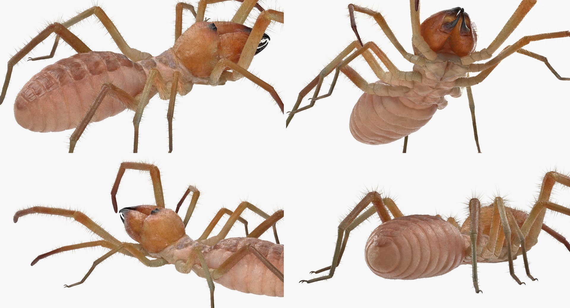 3D sun spider fur model https://p.turbosquid.com/ts-thumb/vX/VaNSht/XJXpqC9c/sunspiderwithfurvray3dmodel012/jpg/1503632643/1920x1080/fit_q87/0f28533957d53ed33a0c9472226ddd30eb454d45/sunspiderwithfurvray3dmodel012.jpg