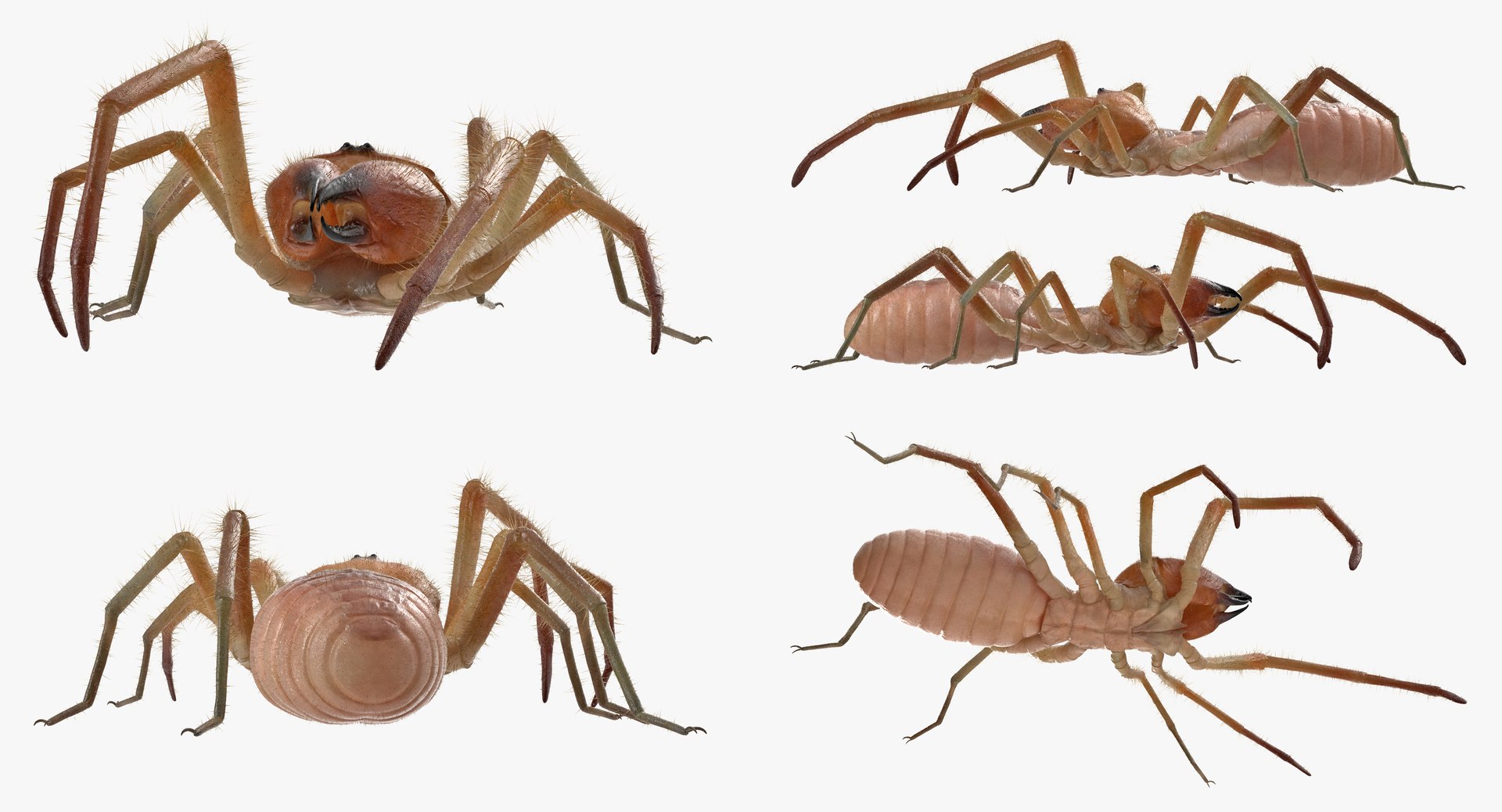 3D sun spider fur model https://p.turbosquid.com/ts-thumb/vX/VaNSht/YFo6i87j/sunspiderwithfurvray3dmodel010/jpg/1503632643/1920x1080/fit_q87/5cd44f886c044512dc7a3f43255250df0abd01e5/sunspiderwithfurvray3dmodel010.jpg