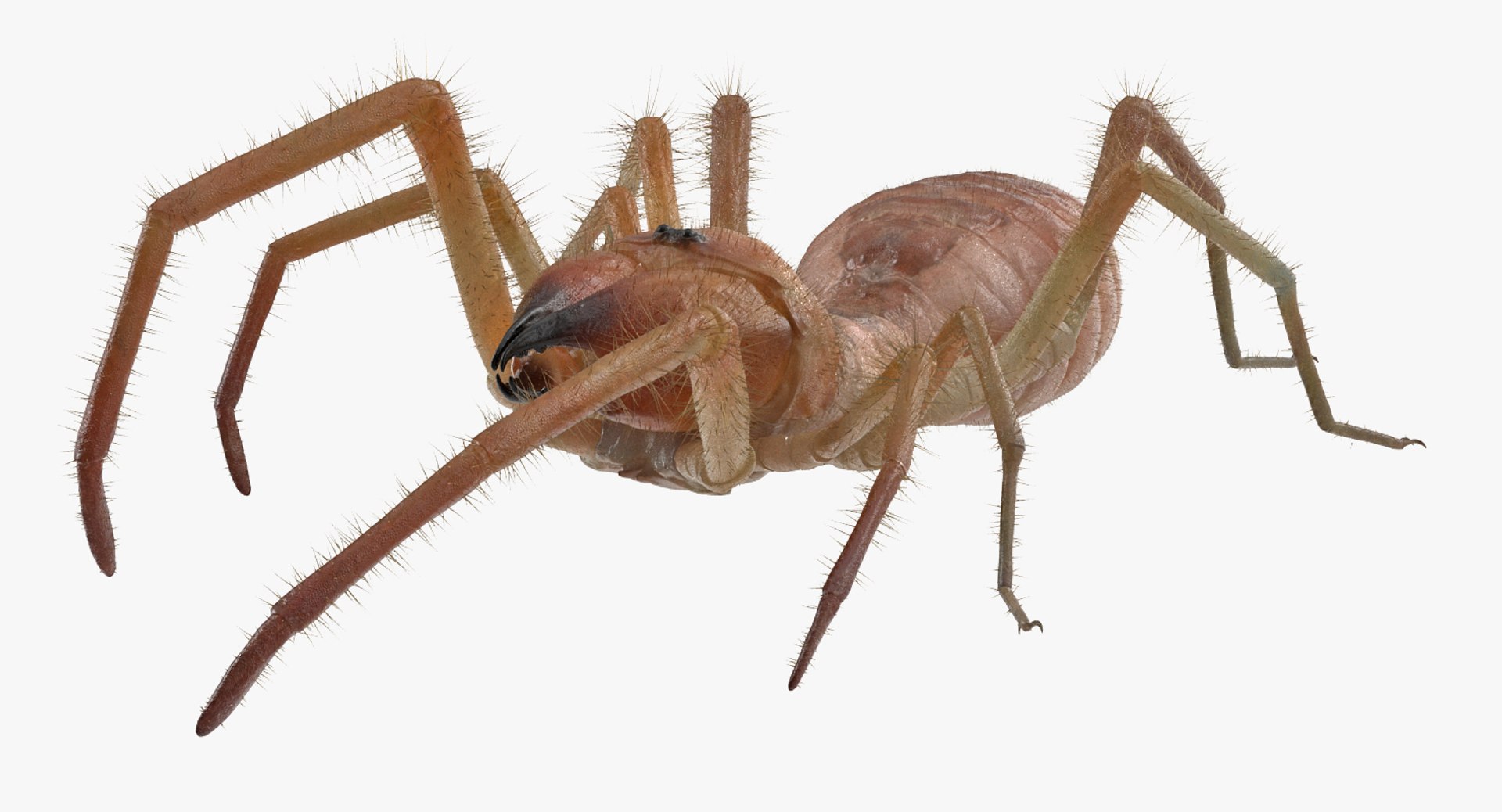 3D sun spider fur model https://p.turbosquid.com/ts-thumb/vX/VaNSht/aQpYGG2M/sunspiderwithfurvray3dmodel005/jpg/1503632643/1920x1080/fit_q87/9187161ebfbccb3e21efab342325d1d47613aa7e/sunspiderwithfurvray3dmodel005.jpg