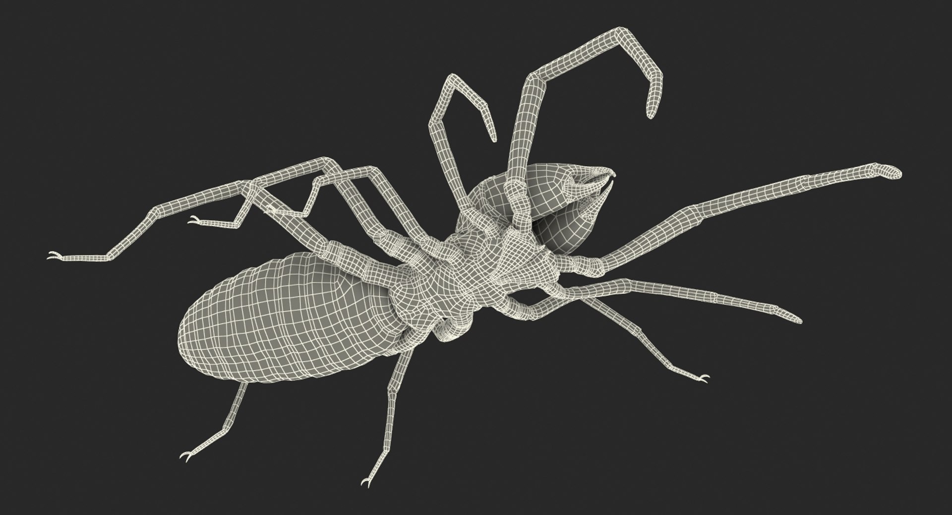 3D sun spider fur model https://p.turbosquid.com/ts-thumb/vX/VaNSht/fNj5z0iH/sunspiderwithfurvray3dmodel020/jpg/1503632644/1920x1080/fit_q87/1dfe0d22ae7dd74abd2963034228ad9d37a8a48a/sunspiderwithfurvray3dmodel020.jpg