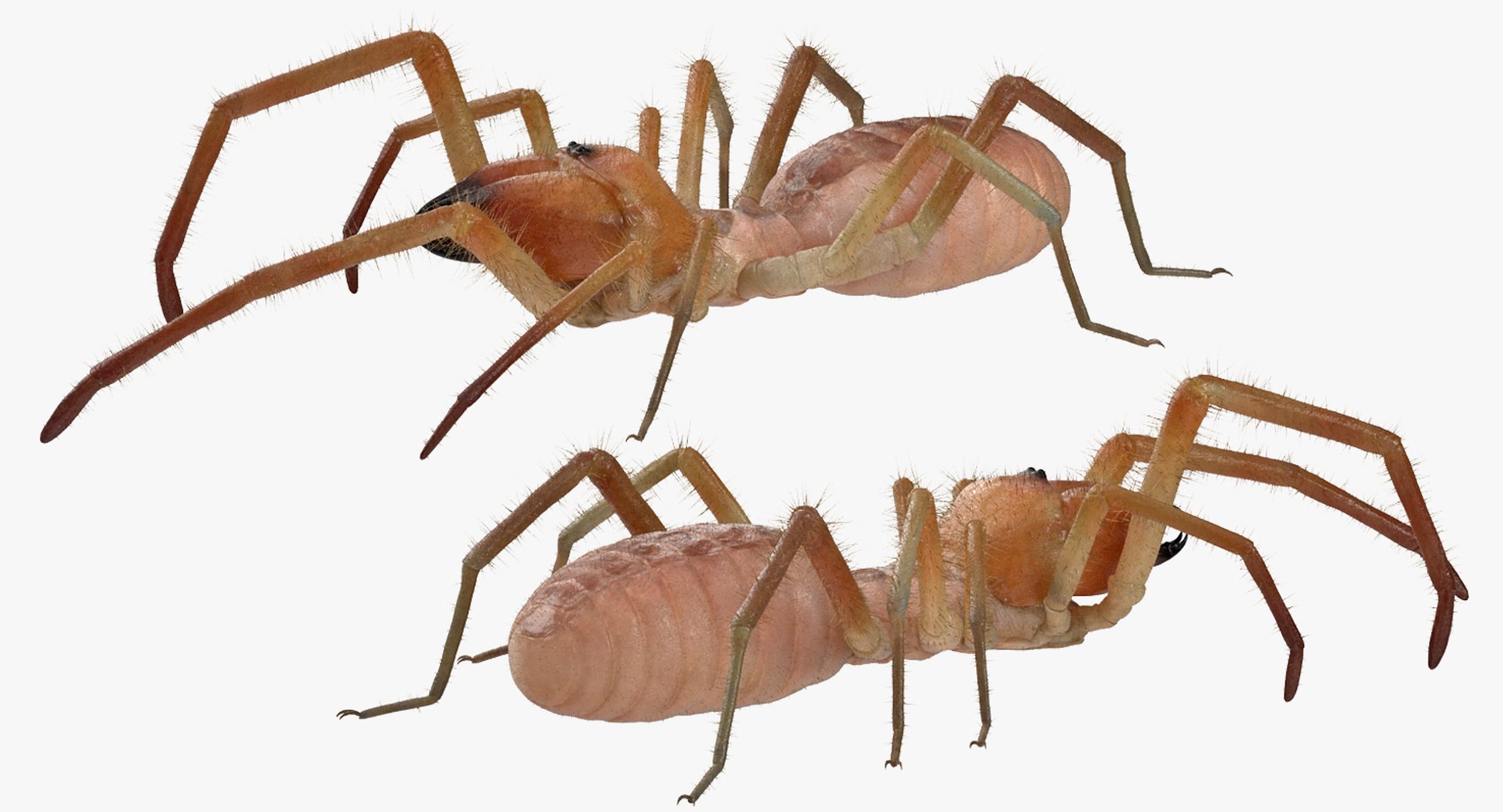 3D sun spider fur model https://p.turbosquid.com/ts-thumb/vX/VaNSht/ggmEA2eD/sunspiderwithfurvray3dmodel009/jpg/1503632643/1920x1080/fit_q87/84971807a85c2d18390969cb23475cca7c5bbdcd/sunspiderwithfurvray3dmodel009.jpg