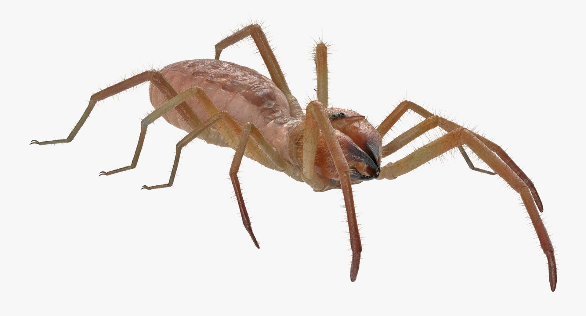 3D sun spider fur model https://p.turbosquid.com/ts-thumb/vX/VaNSht/jFW61BnQ/sunspiderwithfurvray3dmodel004/jpg/1503632643/1920x1080/fit_q87/1c0d1b76c55538ba87ec81213c21e21aa9708873/sunspiderwithfurvray3dmodel004.jpg