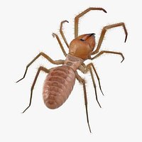 Sun Spider with Fur 3D Model