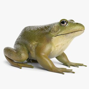 Bullfrog
