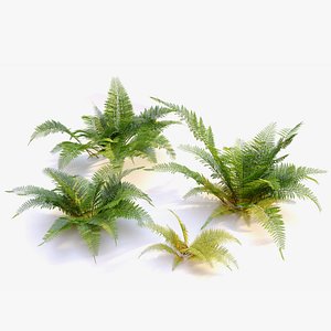 Fern plant 3D model