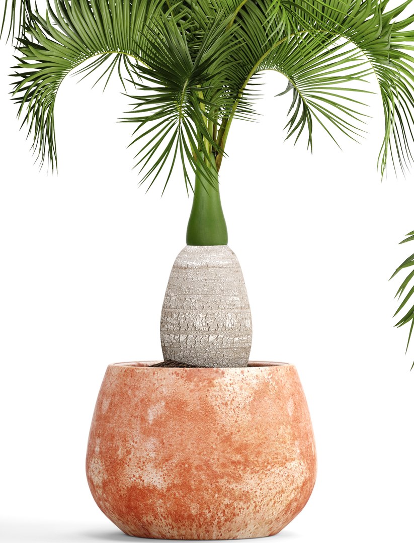 3D hyophorbe lagenicaulis https://p.turbosquid.com/ts-thumb/vX/tbJvy5/3fySFqW6/hyophorbeclaypot04/jpg/1501613785/1920x1080/fit_q87/156d252663b5297d10f398b20be90eb50abfbee6/hyophorbeclaypot04.jpg