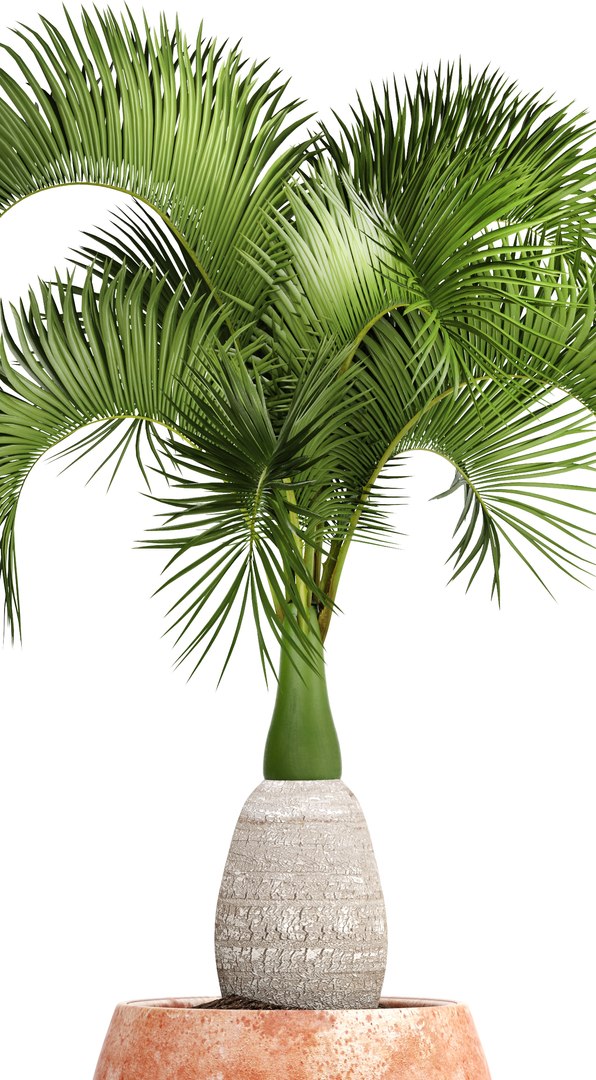 3D hyophorbe lagenicaulis https://p.turbosquid.com/ts-thumb/vX/tbJvy5/QAEcJOuB/hyophorbeclaypot05/jpg/1501613785/1920x1080/fit_q87/bfb8ed8ebfe737fbf4a95500aa5ef083e0abfb25/hyophorbeclaypot05.jpg