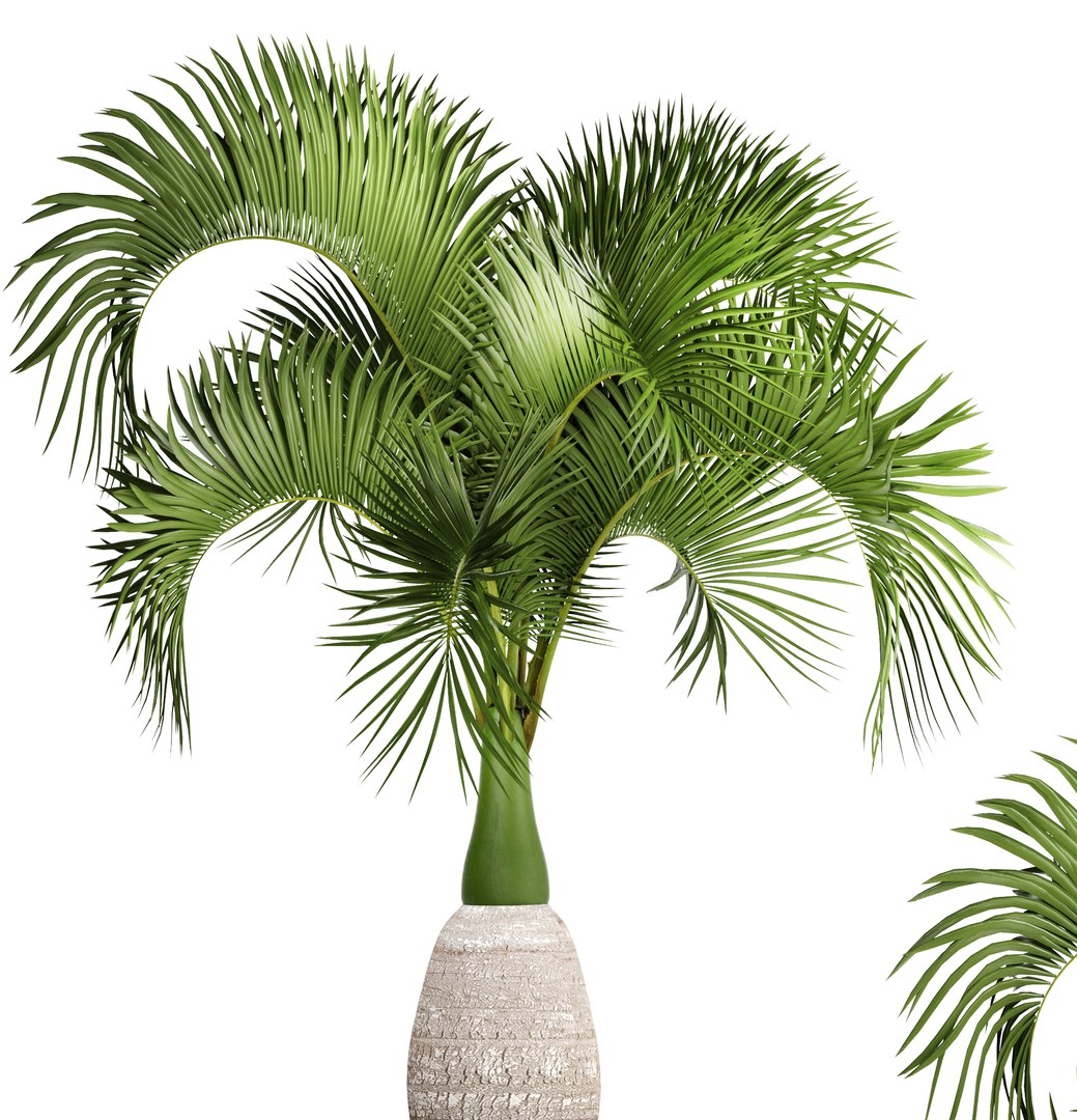 3D hyophorbe lagenicaulis https://p.turbosquid.com/ts-thumb/vX/tbJvy5/VMzFOK25/hyophorbeclaypot03/jpg/1501613785/1920x1080/fit_q87/e07eb6acfeddbc14fe5164a1fffc003dc7aecd66/hyophorbeclaypot03.jpg