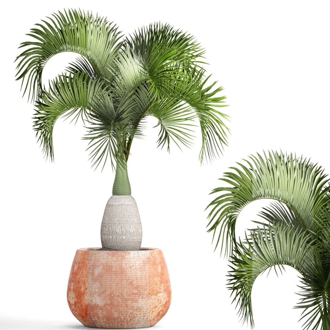 3D hyophorbe lagenicaulis https://p.turbosquid.com/ts-thumb/vX/tbJvy5/dBwqaQHk/hyophorbeclaypot07/jpg/1501613785/1920x1080/fit_q87/657610963b59247696301ee2ce3348a159781ea2/hyophorbeclaypot07.jpg