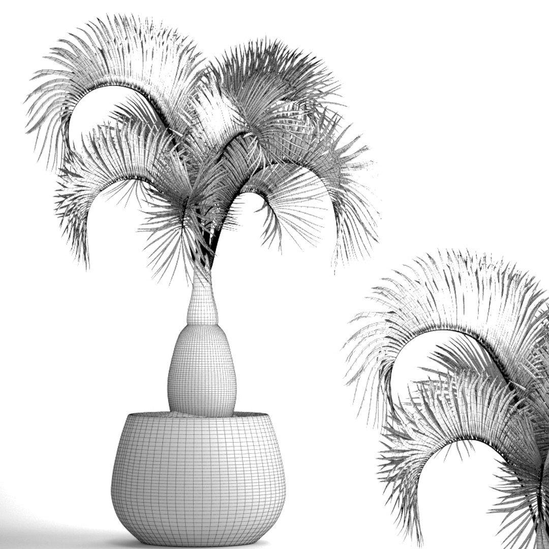 3D hyophorbe lagenicaulis https://p.turbosquid.com/ts-thumb/vX/tbJvy5/gwOizzH9/hyophorbeclaypot09/jpg/1501613785/1920x1080/fit_q87/0a0db558ae7d84f926ea648384e080b768f48617/hyophorbeclaypot09.jpg