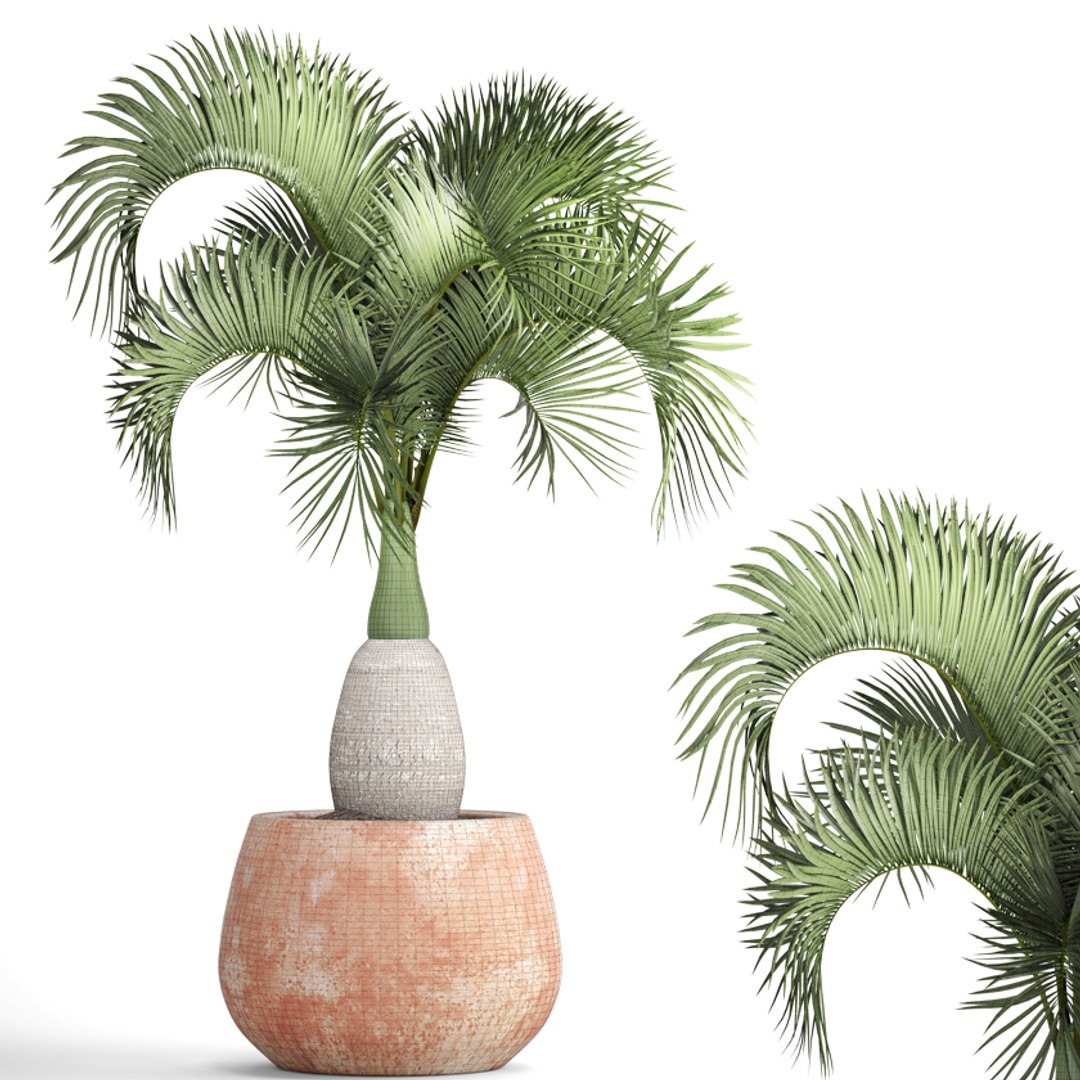 3D hyophorbe lagenicaulis https://p.turbosquid.com/ts-thumb/vX/tbJvy5/toKY9XJ3/hyophorbeclaypot08/jpg/1501613785/1920x1080/fit_q87/4d1f3567af739c193f7c0c01fbdf07c96799304f/hyophorbeclaypot08.jpg