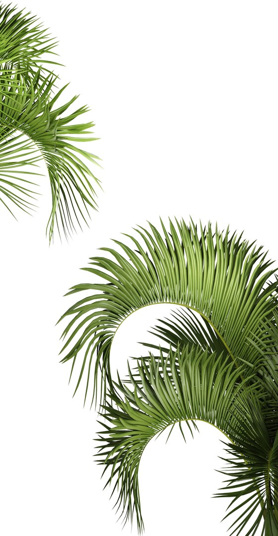 3D hyophorbe lagenicaulis https://p.turbosquid.com/ts-thumb/vX/tbJvy5/wk4uc6Ej/hyophorbeclaypot01/jpg/1501613785/1920x1080/fit_q87/664c1cbd7ba62c413658f2b7d37a0554895b6ce6/hyophorbeclaypot01.jpg