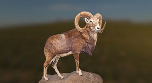 3D Stuffed Ram model