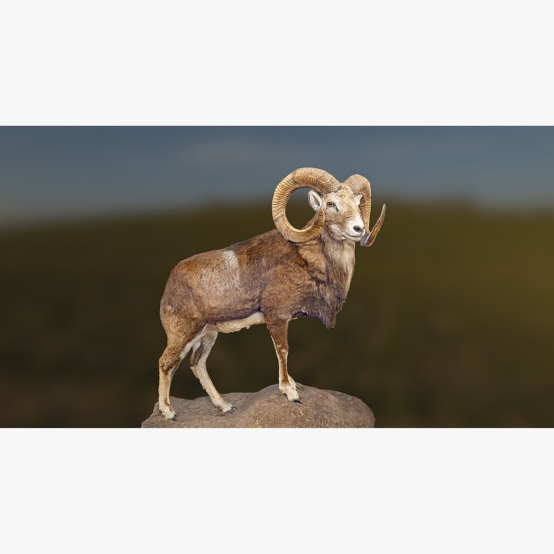 3D Stuffed Ram model https://p.turbosquid.com/ts-thumb/vX/y9qHlI/EU/search_image/jpg/1777748724/1920x1080/fit_q87/982e4e336e2618a7c2c5413ef448de58683a5e5e/search_image.jpg