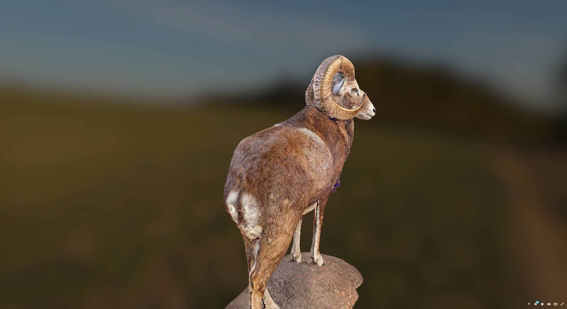 3D Stuffed Ram model https://p.turbosquid.com/ts-thumb/vX/y9qHlI/uc/preview2/png/1777748743/1920x1080/fit_q87/8f4599f805d01383f2c865ff586136322d0c89aa/preview2.jpg