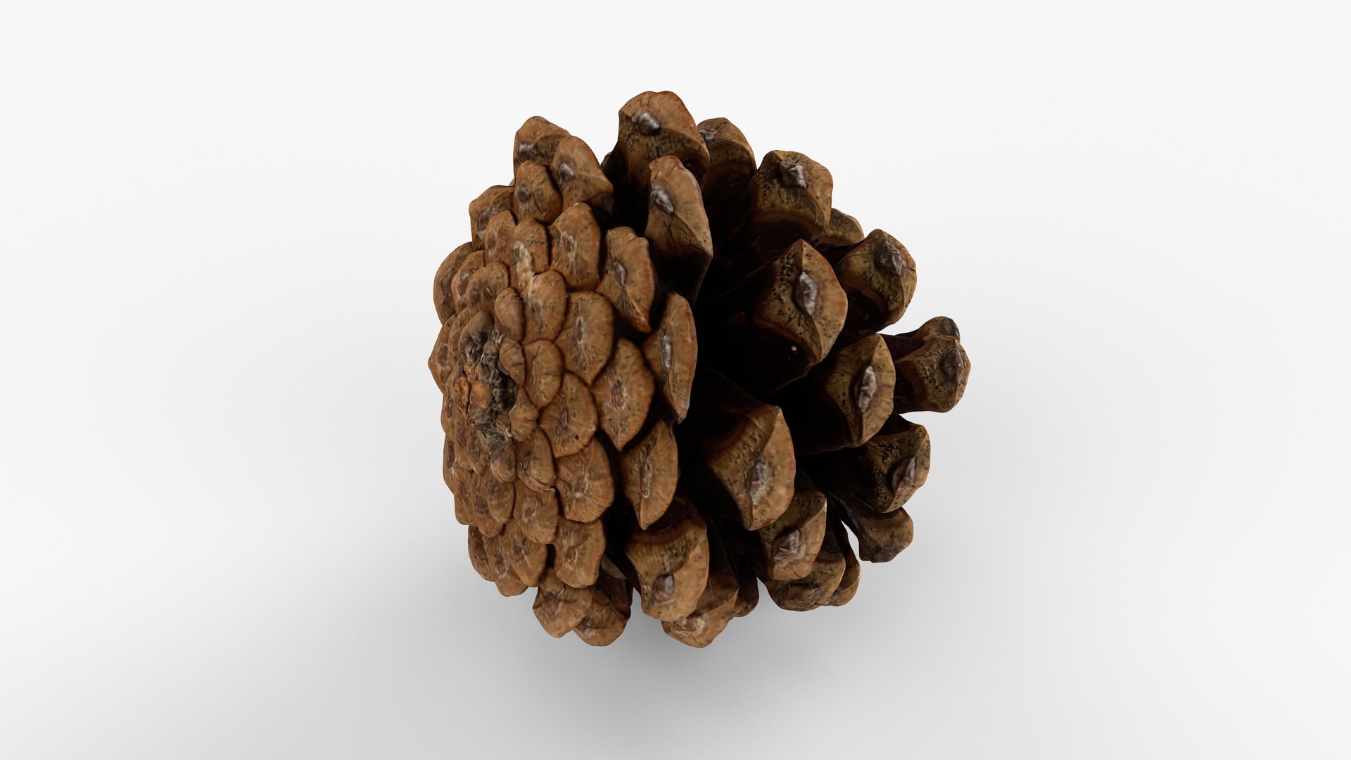 Photorealistic 3D scan of pine cone 3D model https://p.turbosquid.com/ts-thumb/vX/zO1WDA/42/view_070001/jpg/1746810961/1920x1080/fit_q87/d64d785b444d0eb1b8c3ae4b85954954fa659dec/view_070001.jpg