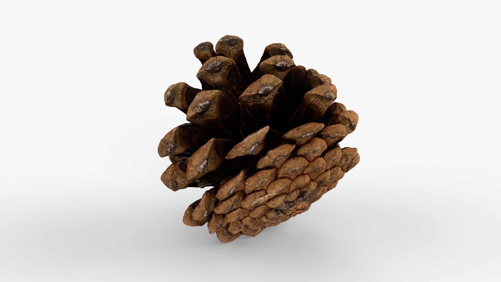 Photorealistic 3D scan of pine cone 3D model https://p.turbosquid.com/ts-thumb/vX/zO1WDA/7y/view_090001/jpg/1746810961/1920x1080/fit_q87/ad95c457fc445fbe0d02b06d19e581c37cbf80ec/view_090001.jpg