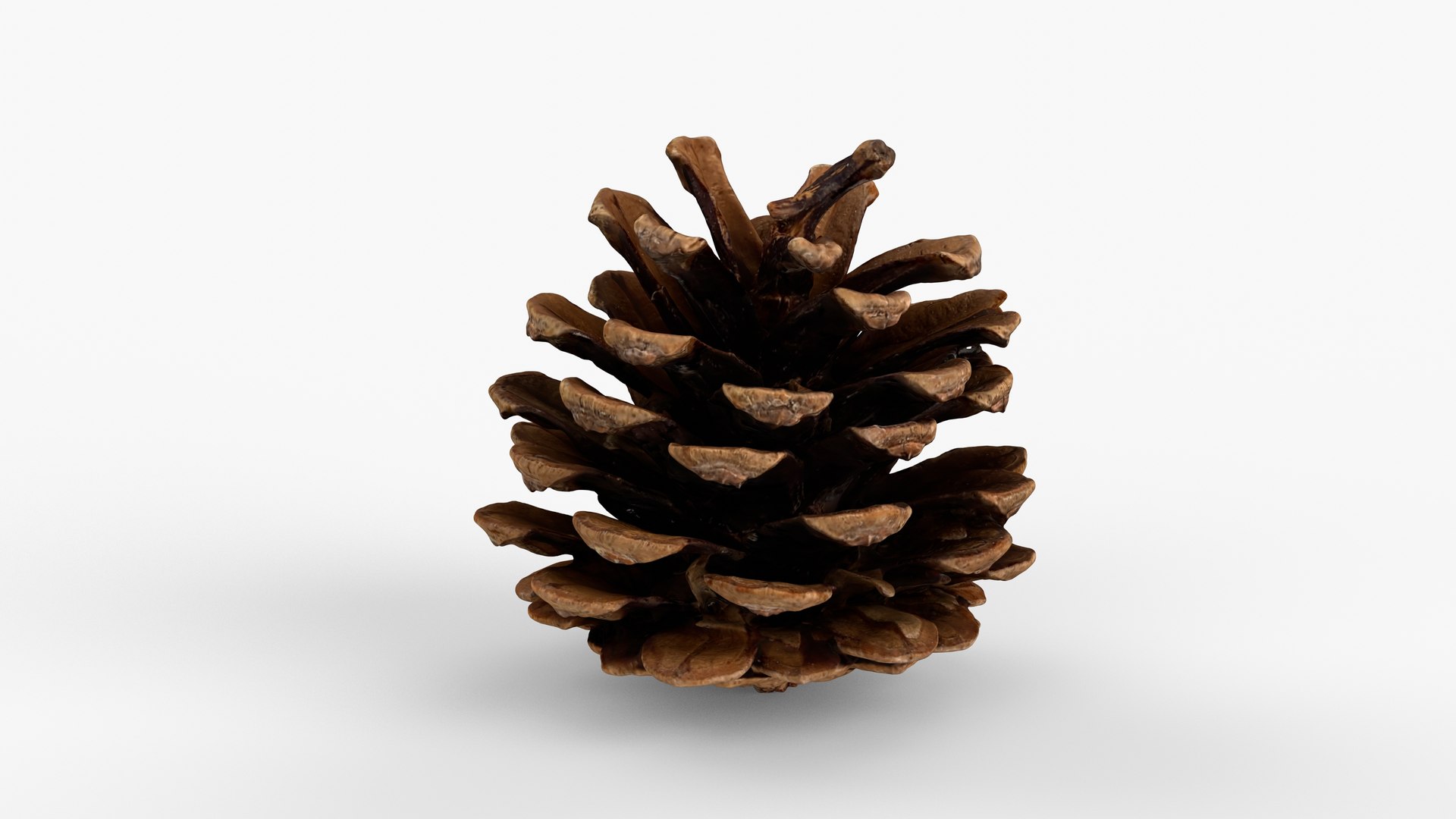 Photorealistic 3D scan of pine cone 3D model https://p.turbosquid.com/ts-thumb/vX/zO1WDA/Jd/view_040001/jpg/1746810959/1920x1080/fit_q87/022ced4b53e6ad250db82cbe62732a95bc10314a/view_040001.jpg