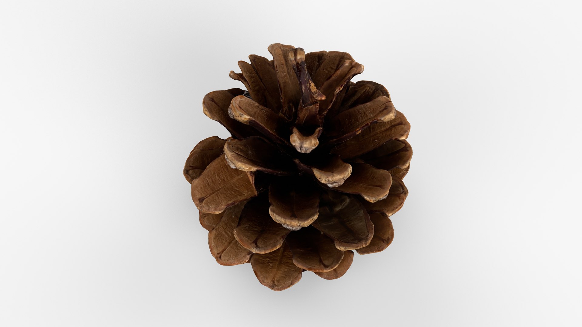 Photorealistic 3D scan of pine cone 3D model https://p.turbosquid.com/ts-thumb/vX/zO1WDA/Ly/view_060001/jpg/1746810959/1920x1080/fit_q87/5a0c2a46fc1a91a15df3b85b492ed8ad03ef08e5/view_060001.jpg