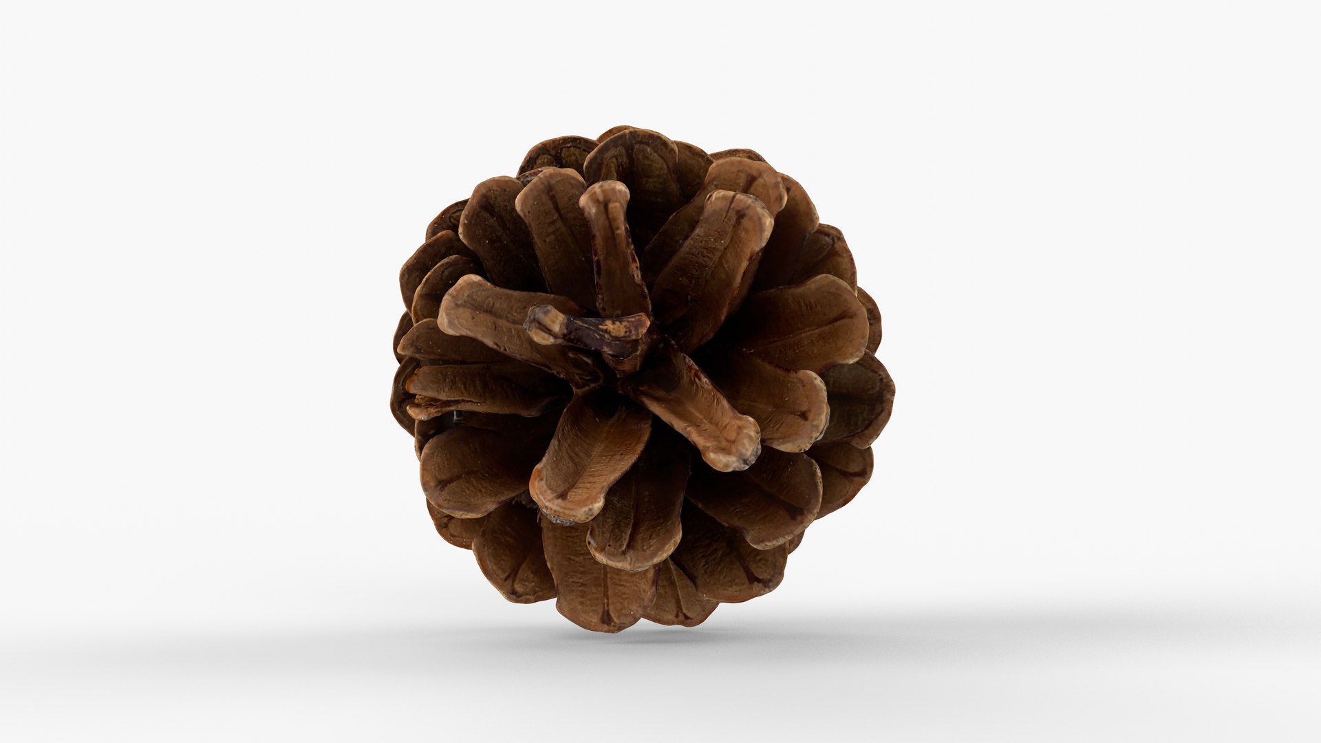 Photorealistic 3D scan of pine cone 3D model https://p.turbosquid.com/ts-thumb/vX/zO1WDA/PD/view_130001/jpg/1746810962/1920x1080/fit_q87/87c469b79f36cc68dd76a405ec51d0ec834d9a6c/view_130001.jpg