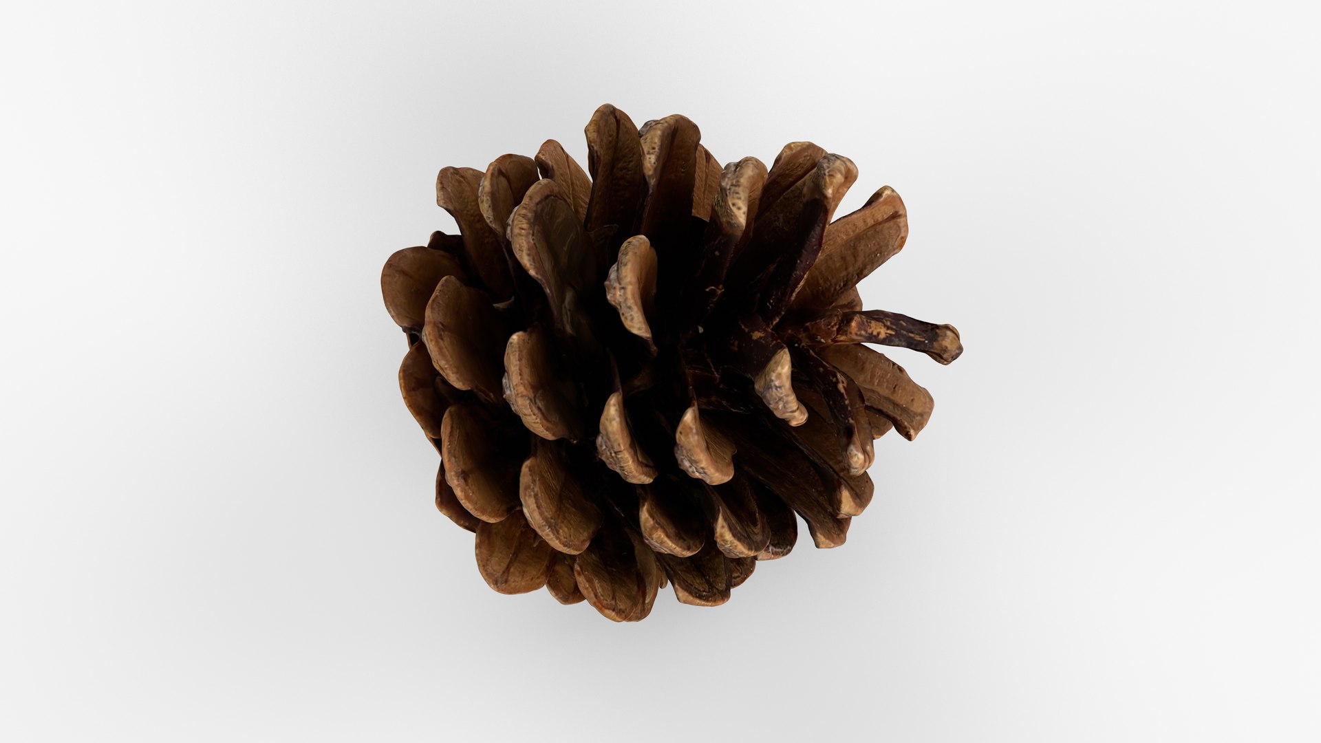 Photorealistic 3D scan of pine cone 3D model https://p.turbosquid.com/ts-thumb/vX/zO1WDA/Q0/view_080001/jpg/1746810960/1920x1080/fit_q87/932631803765e6d32c0770d1fcbbdd7a382cbd23/view_080001.jpg