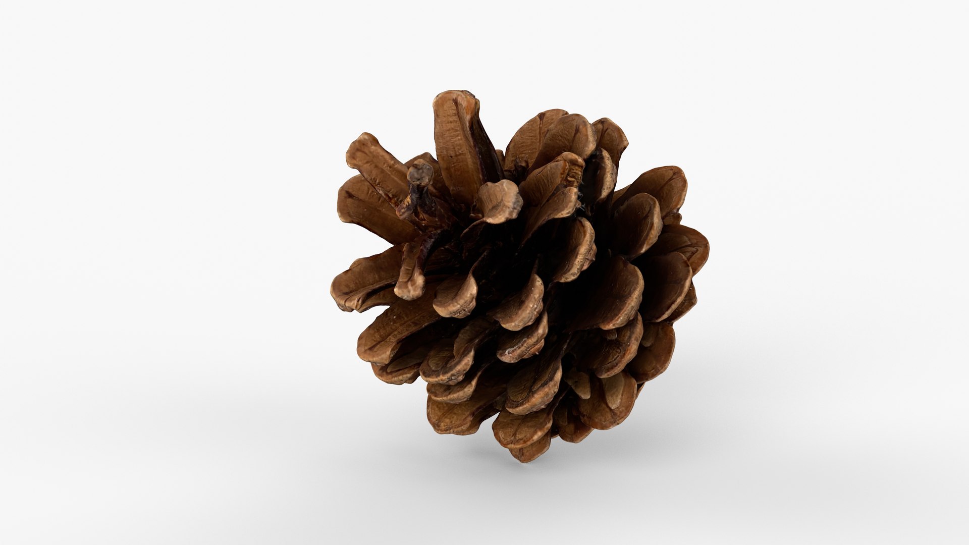 Photorealistic 3D scan of pine cone 3D model https://p.turbosquid.com/ts-thumb/vX/zO1WDA/UN/view_120001/jpg/1746810962/1920x1080/fit_q87/3603ef5db8f7568f2ee3a3b6b6b0fba07bcdab4f/view_120001.jpg